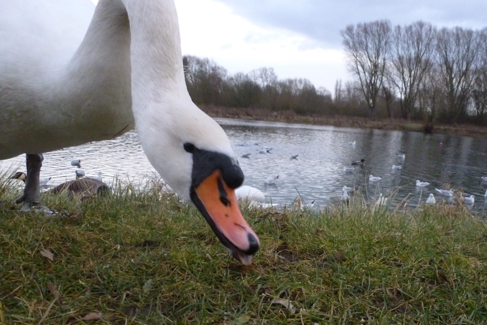 Swans tongue | angelahen | Blipfoto