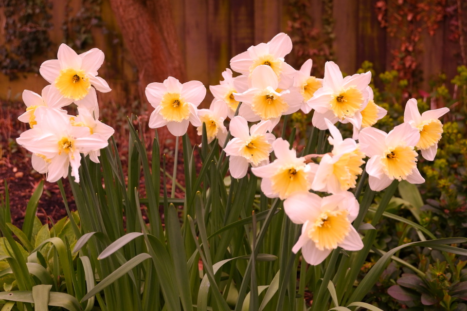 More daffodils Chas Blipfoto