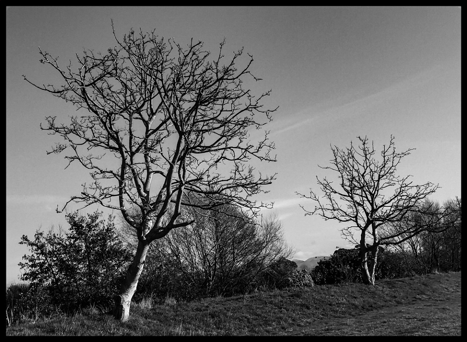 The Walnut Trees Lizimagiz Blipfoto