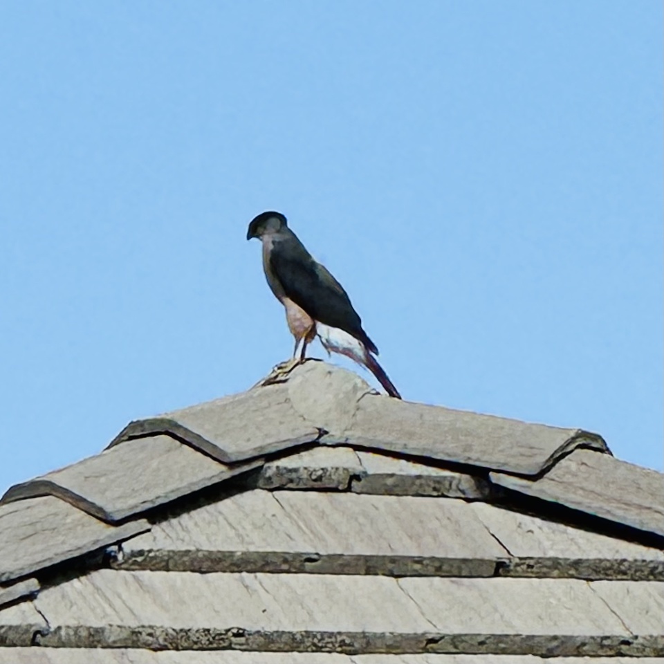 MYSTERY BIRD Simisue Blipfoto mystery-bird-simisue-blipfoto