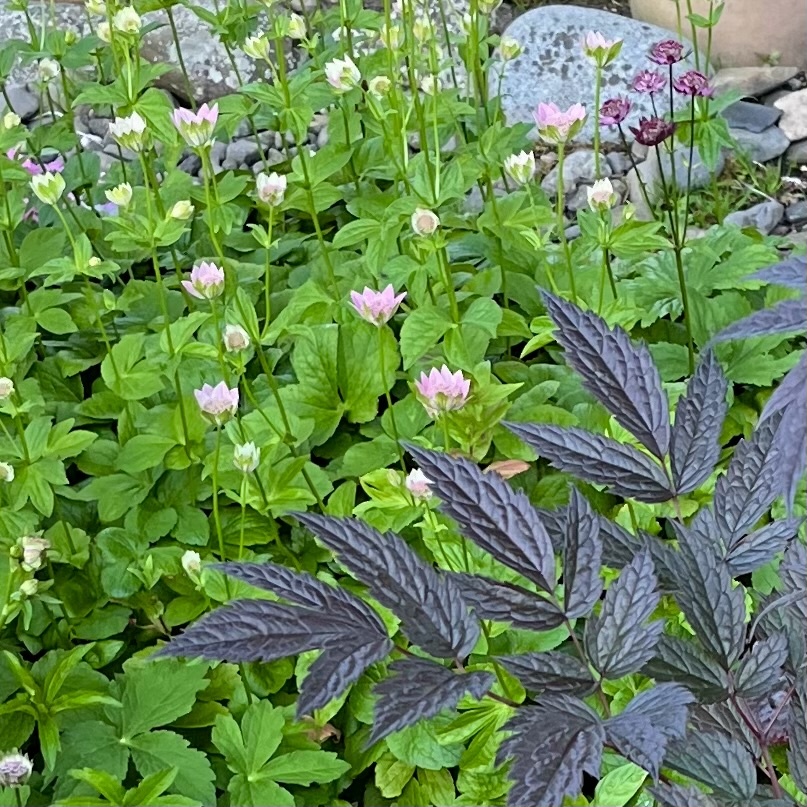 Astrantia maxima | teribirch | Blipfoto