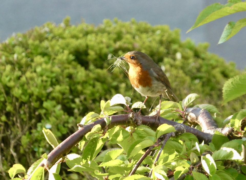 6 45 a m nest building biddy blipfoto