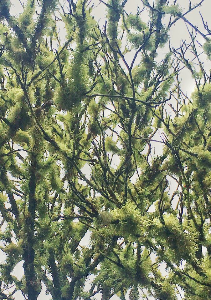 Hairy tree | Drumderfit | Blipfoto