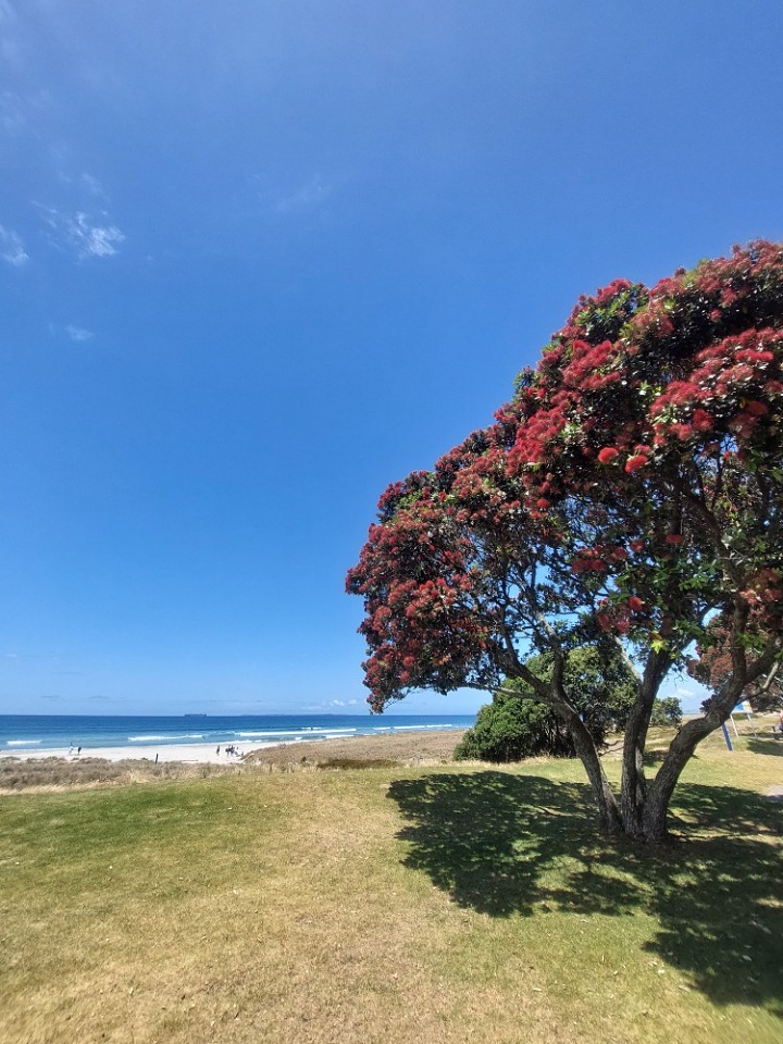 Still in full bloom. tokoroa Blipfoto