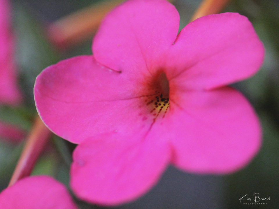 Achimenes Longiflora ~ Pink Nighty | Kimb | Blipfoto