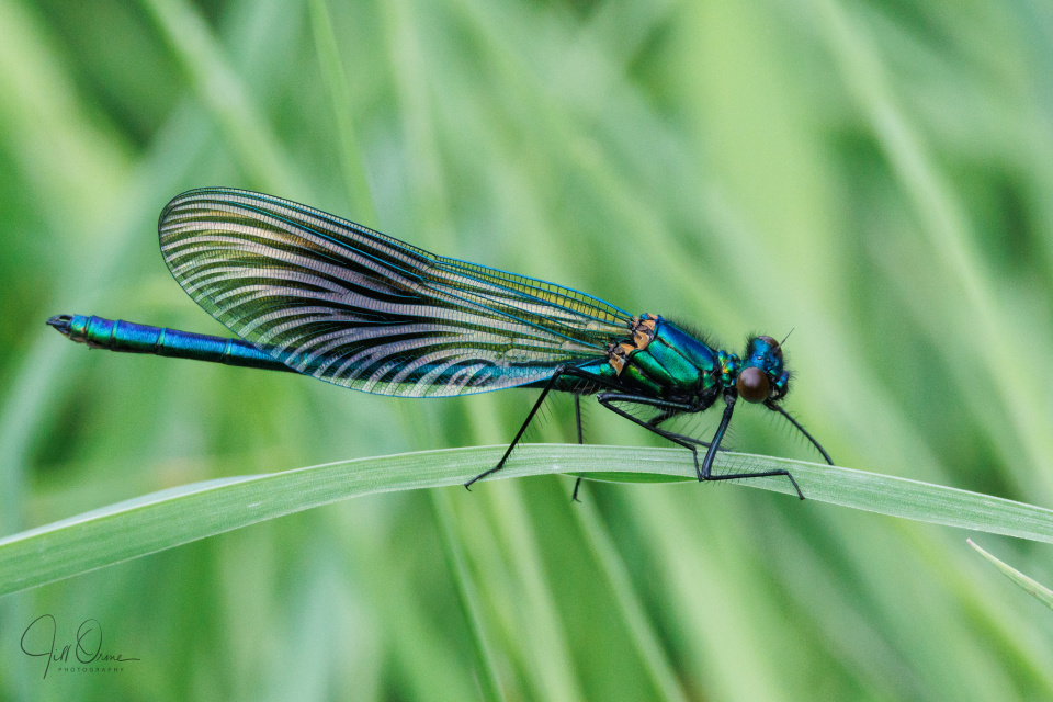 Demoiselle delight | JDO | Blipfoto