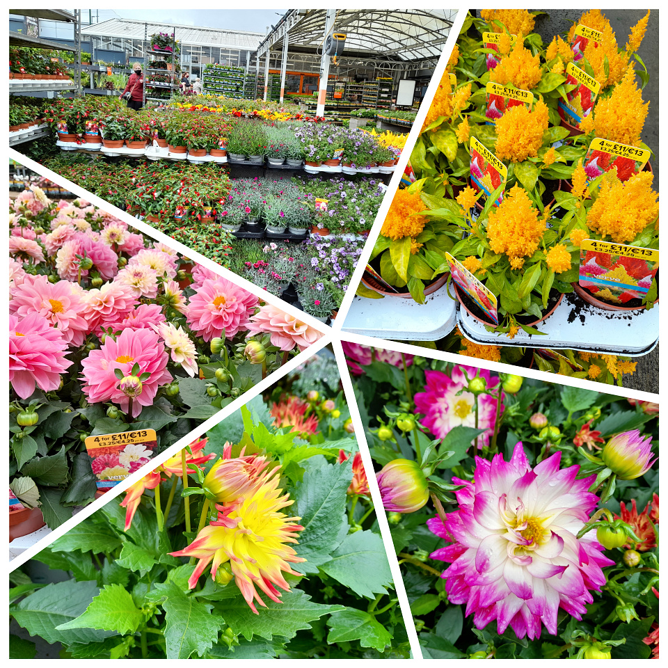 Garden Centre. sunflower Blipfoto