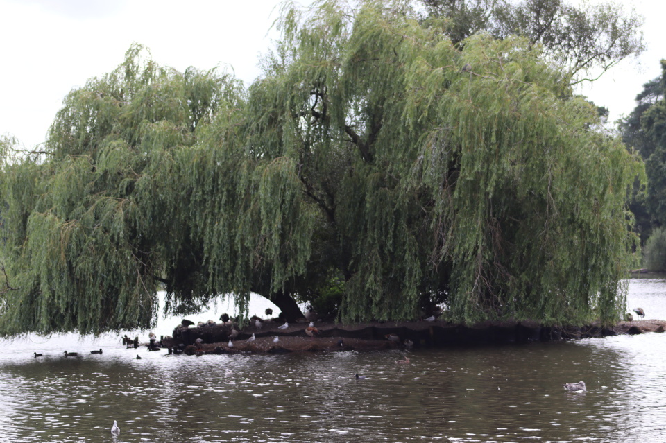 WILLOW ISLAND Pennypost Blipfoto