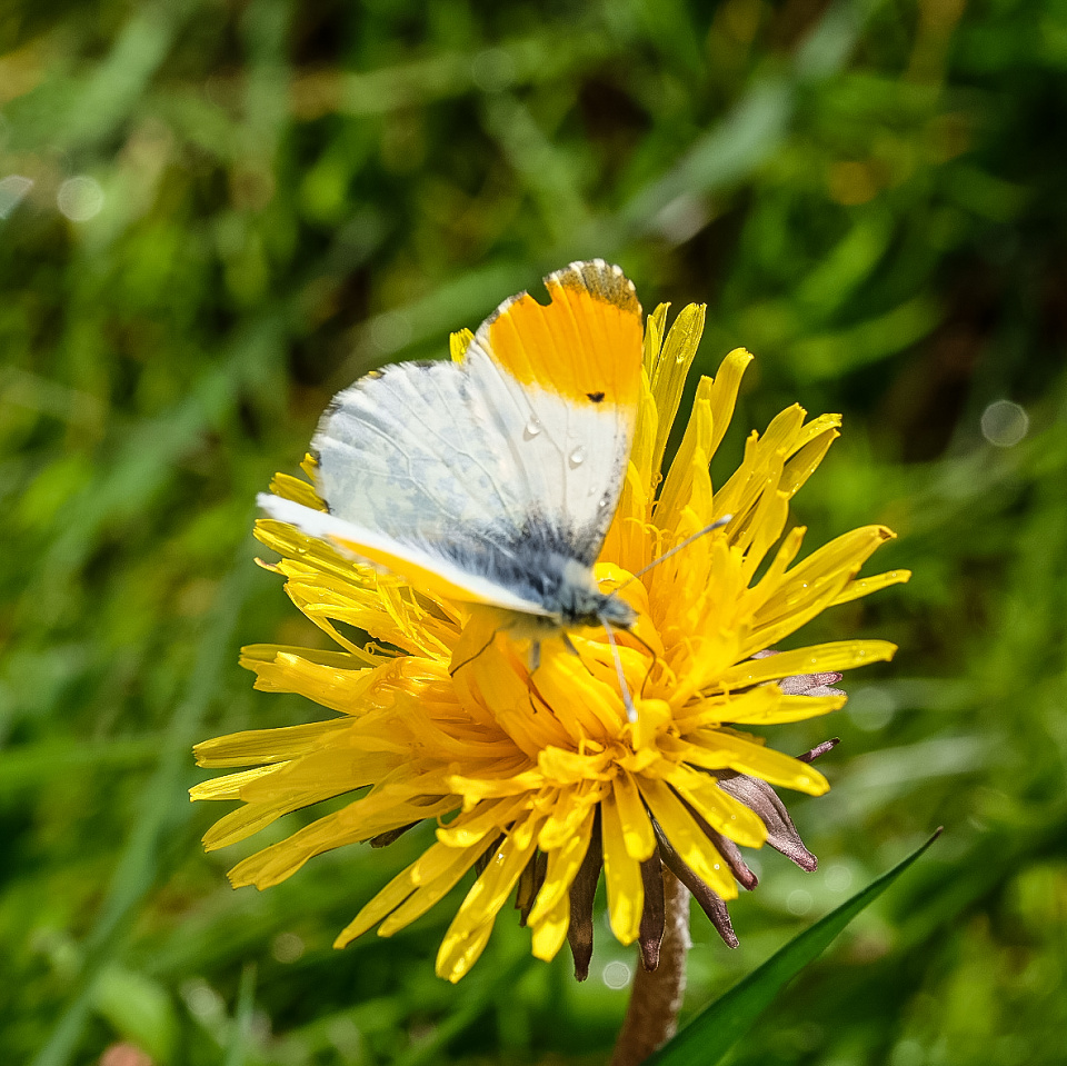 Wet butterfly. | weeflecky | Blipfoto