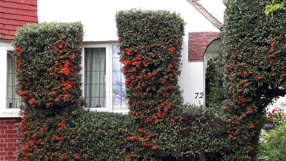 Plants that make straight lines bridgeman Blipfoto