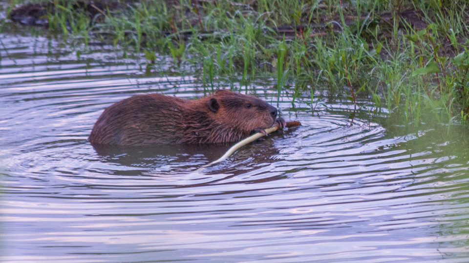 Beaver JohnEdward Blipfoto Beaver johnedward blipfoto
