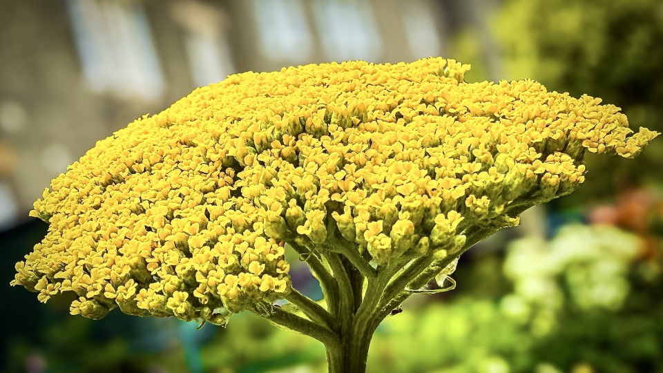  Yarrow s Umbel Chris P Blipfoto