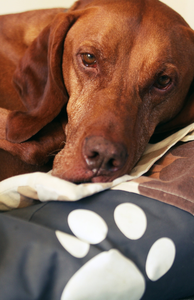 Pal Mate Buddy Barking Blipfoto pal-mate-buddy-barking-blipfoto