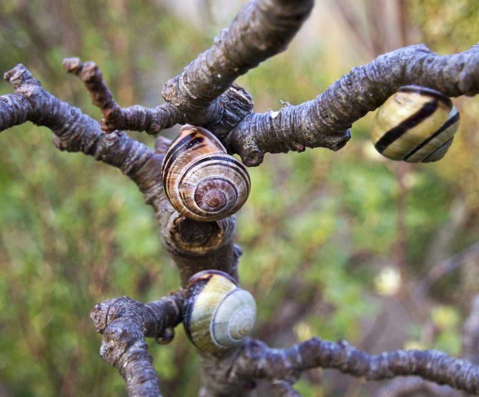 Why do snails climb trees? davethespoon Blipfoto