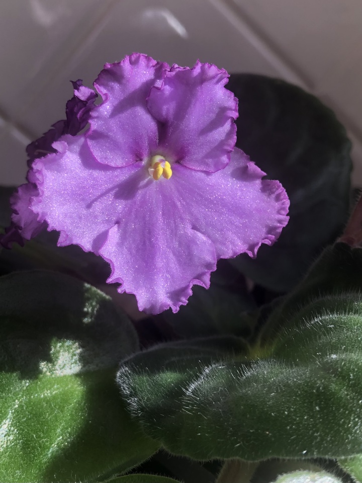 flower-friday-59-blipfoto