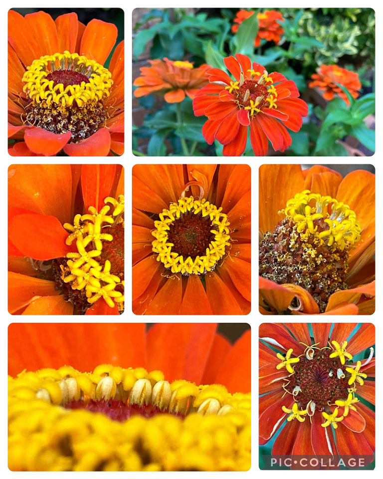 Orange MaryElizaR Blipfoto orange-maryelizar-blipfoto