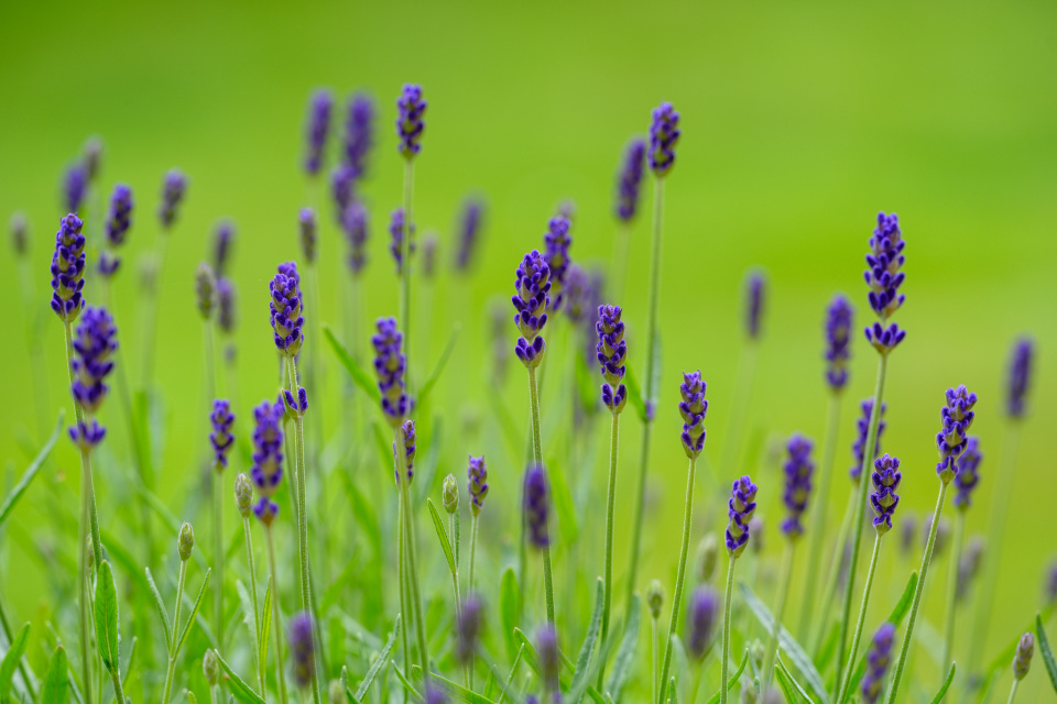 Lavender | NickyR | Blipfoto