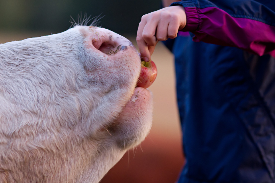 Cowlick Livingandloving Blipfoto