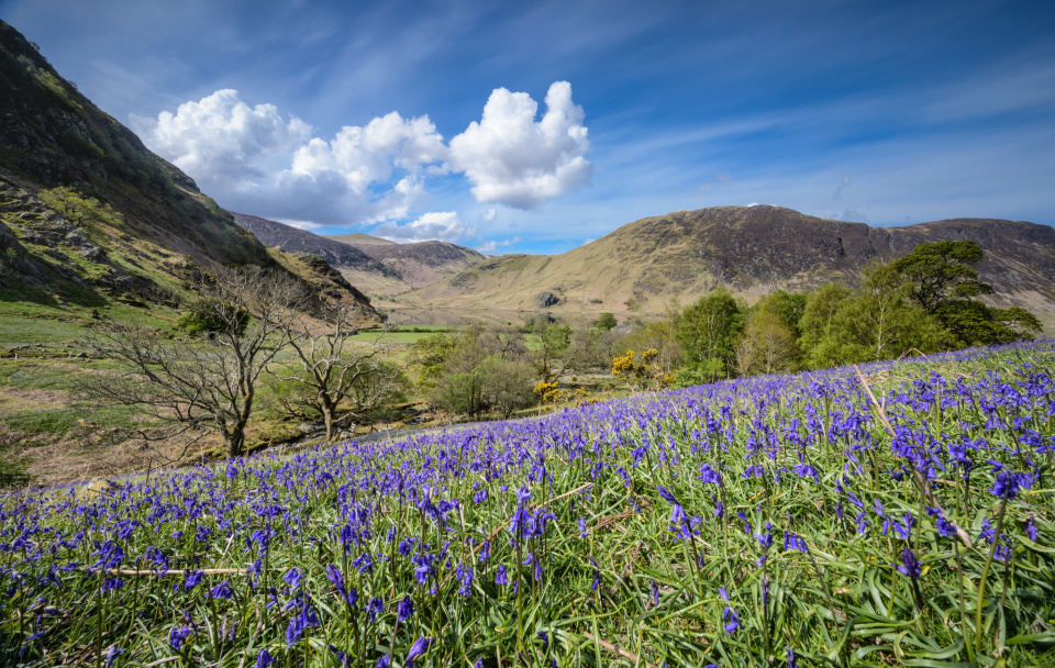 Rannerdale Bluebells | JohnGravett | Blipfoto