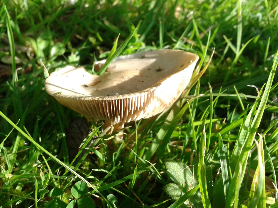 A ring of mushrooms have... MySisterCissie Blipfoto