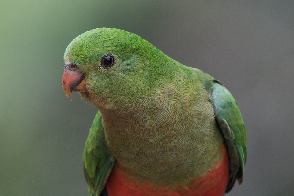 Female/Juvenile King Parrot | jensphotos | Blipfoto