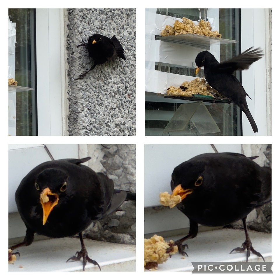 Blackbirds still have to eat even when it rains! Skysea7 Blipfoto