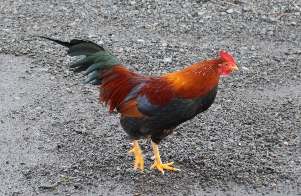 A Random Chicken Called