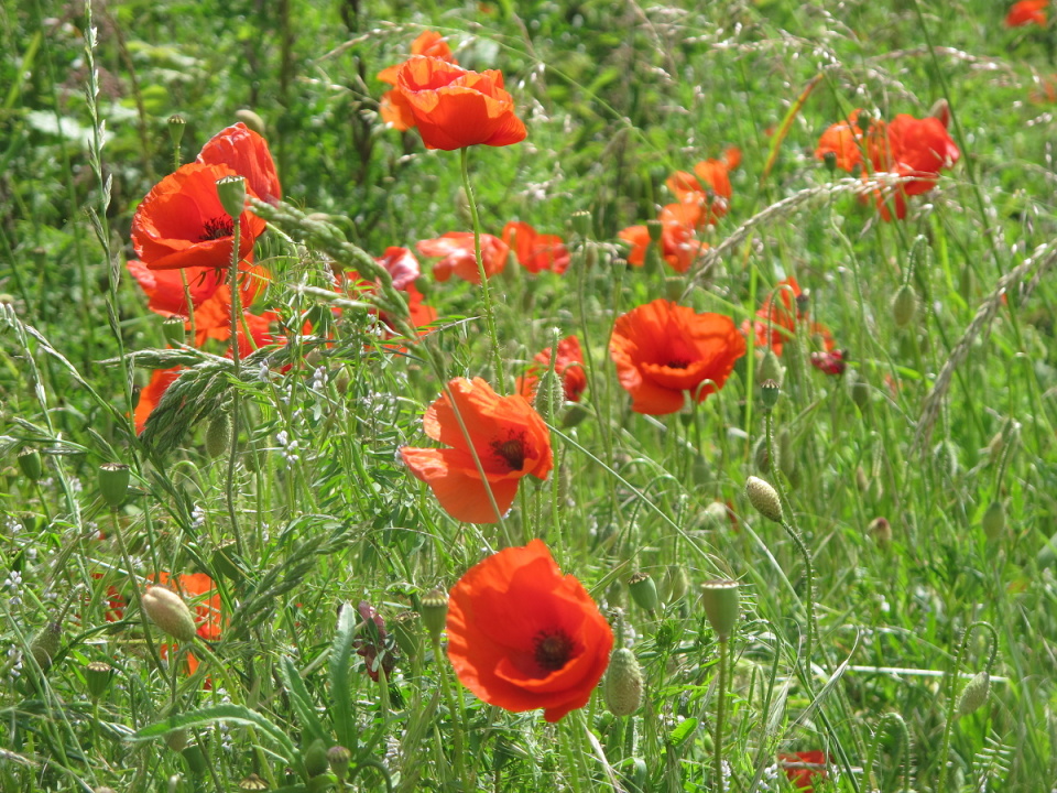 Poppies | bsprout | Blipfoto