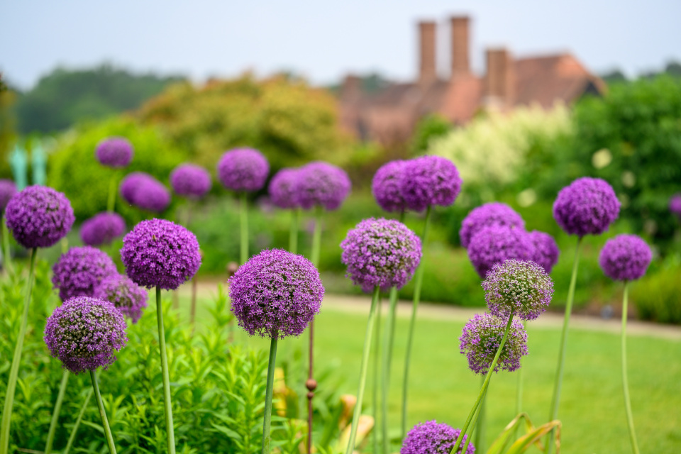 RHS Wisley NickyR Blipfoto rhs-wisley-nickyr-blipfoto