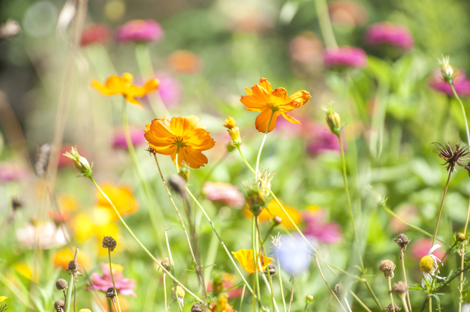 End of summer garden Blipfoto