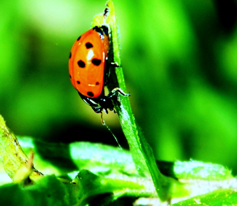 do ladybugs spin their own... simplemoments Blipfoto