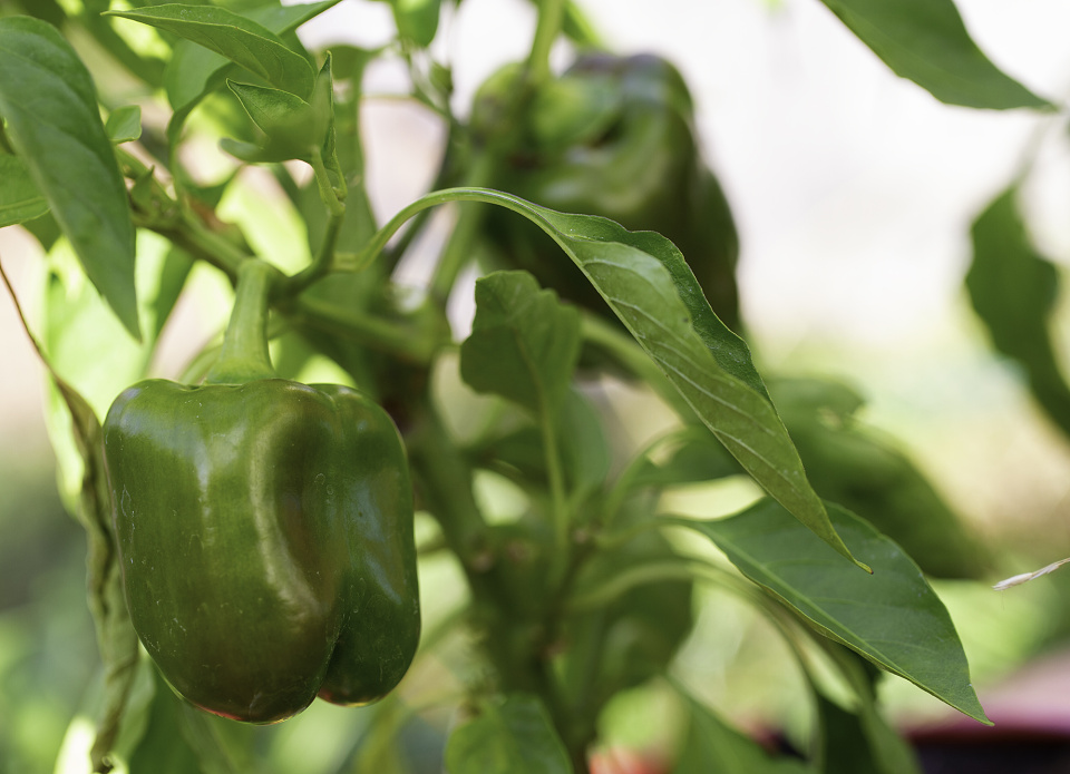 Peppers lesleyalsford blipfoto