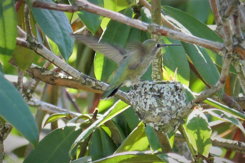 Anna's Hummingbird Brood | RonaldBerry | Blipfoto