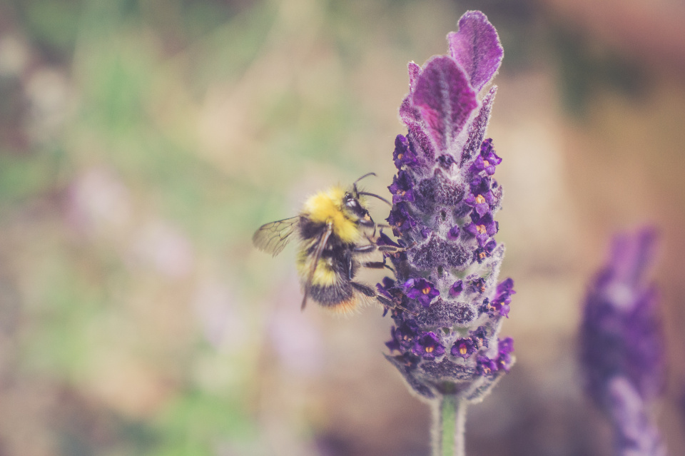 fuzzy-buzzy-bee-ukulelehayley-blipfoto