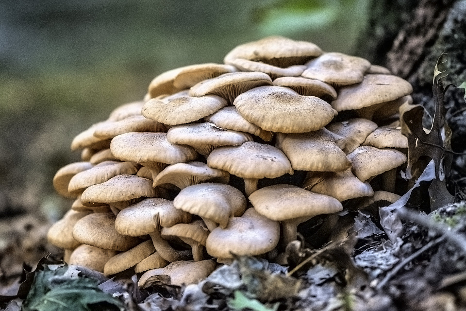 Mushroom Cluster 