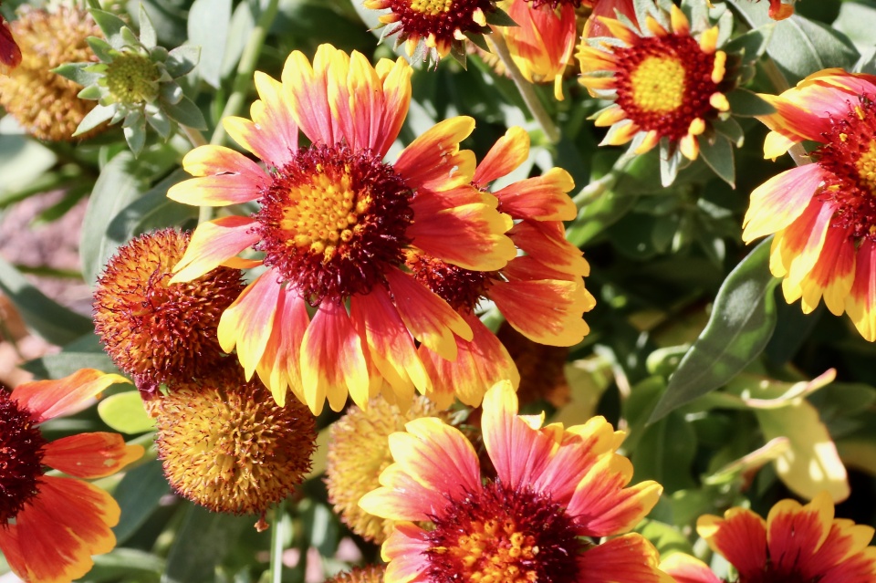 Gaillardia pulchella | stillandknow | Blipfoto