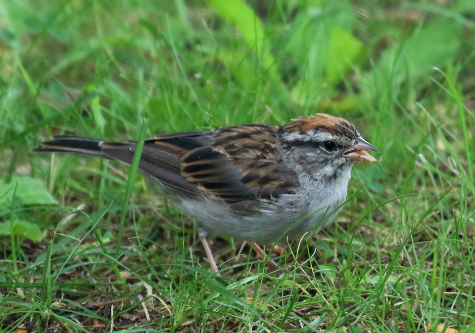 Young Chipping Sparrow  