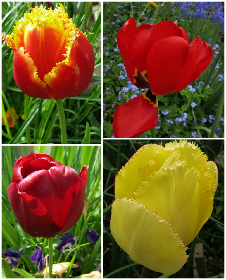 GARDEN TULIPS sunflower Blipfoto