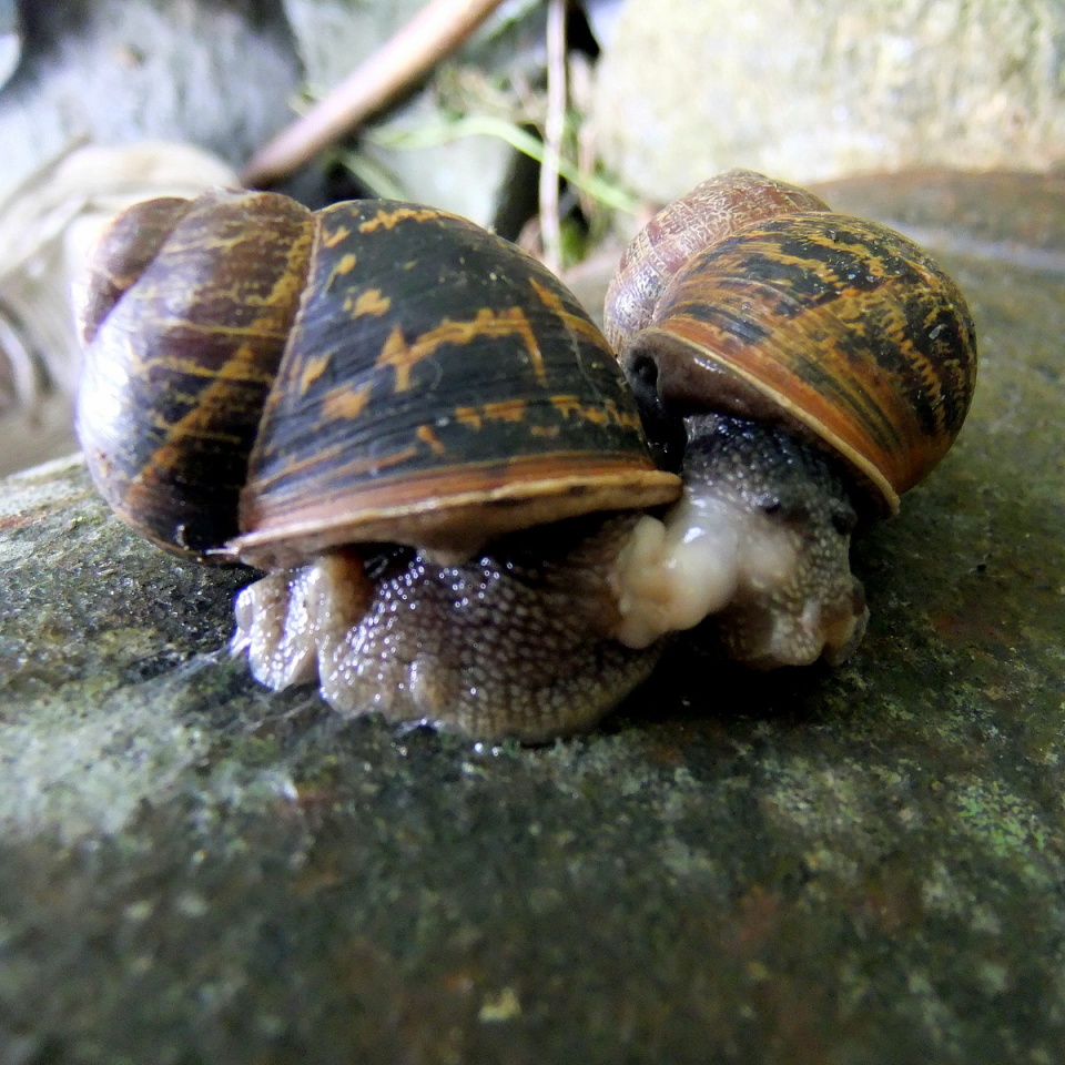 Snails do it slowly | ceridwen | Blipfoto