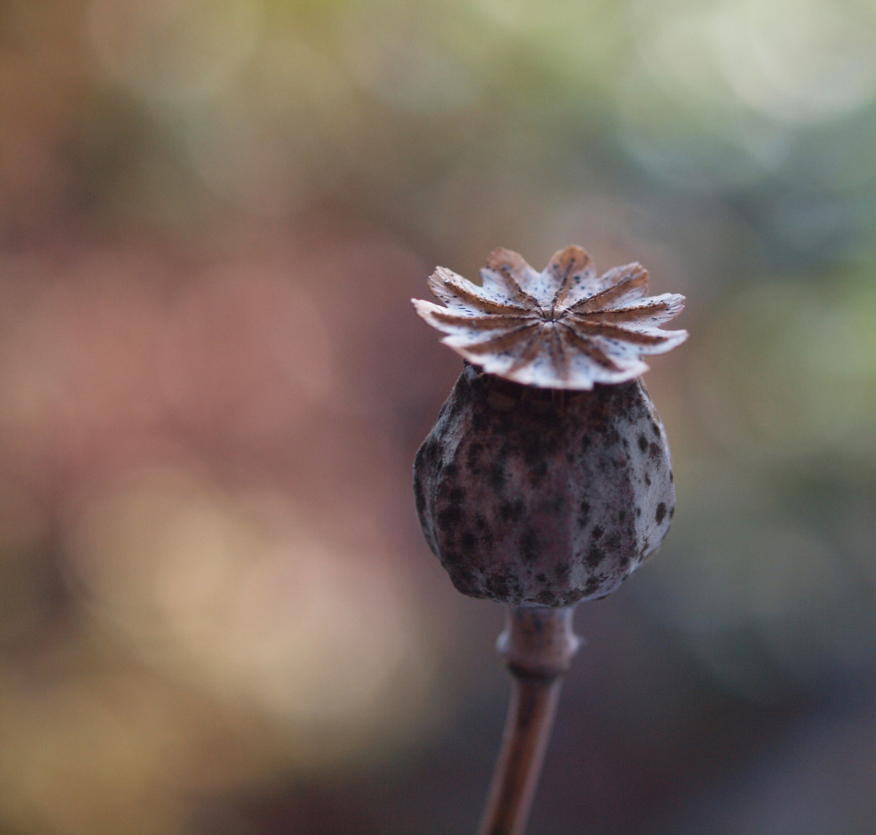 Poppy Seed Head Mickeytikker Blipfoto