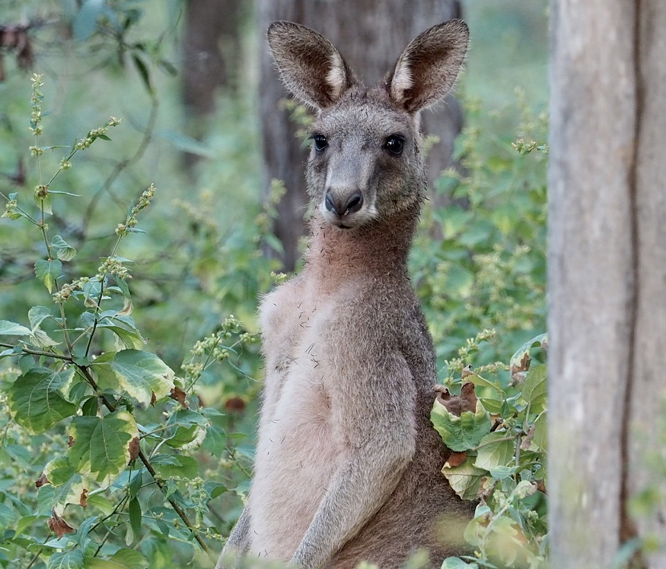 Skippy, the bush kangaroo