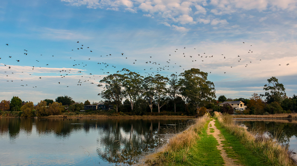 its-duck-shooting-season-ambleler-blipfoto