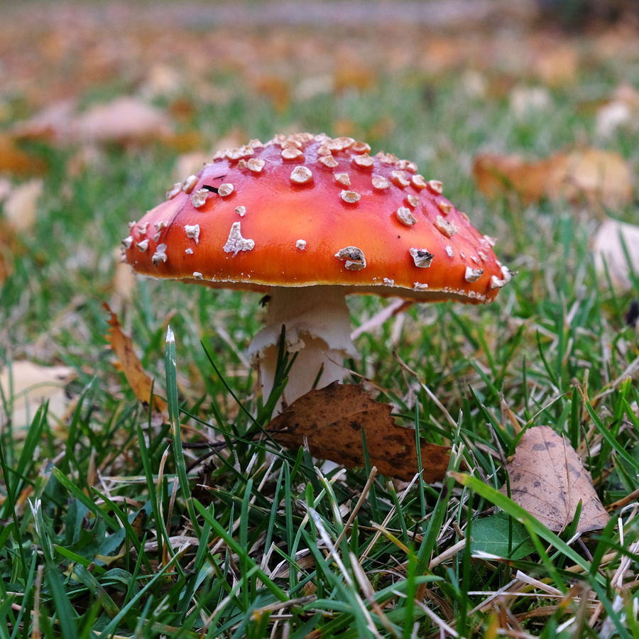 Fly Agaric | joesblips | Blipfoto