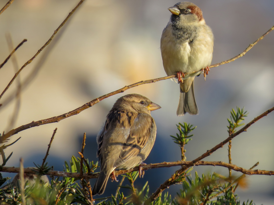 Two sparrows KevinV Blipfoto