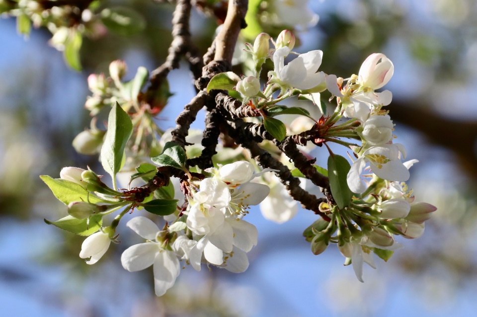 crab apple blossom stillandknow Blipfoto