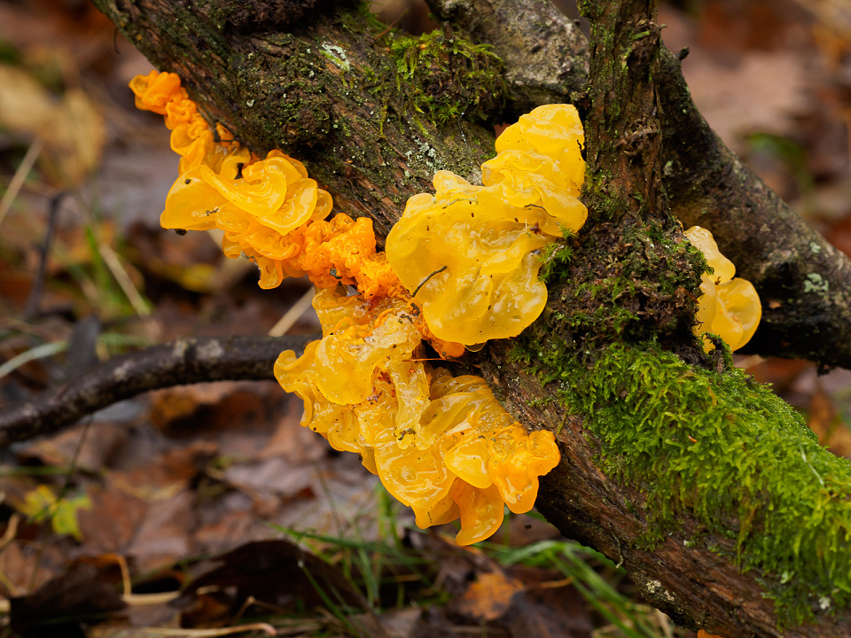 Yellow Brain Fungus PicLocata Blipfoto