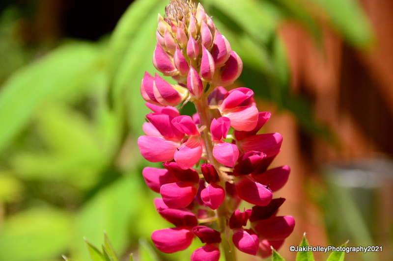 The First Lupin | ThingsBeautiful | Blipfoto