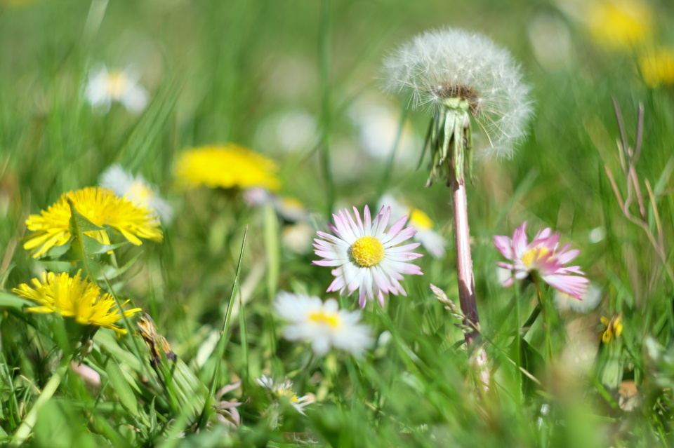 Dandelions and daisies | spannarama | Blipfoto