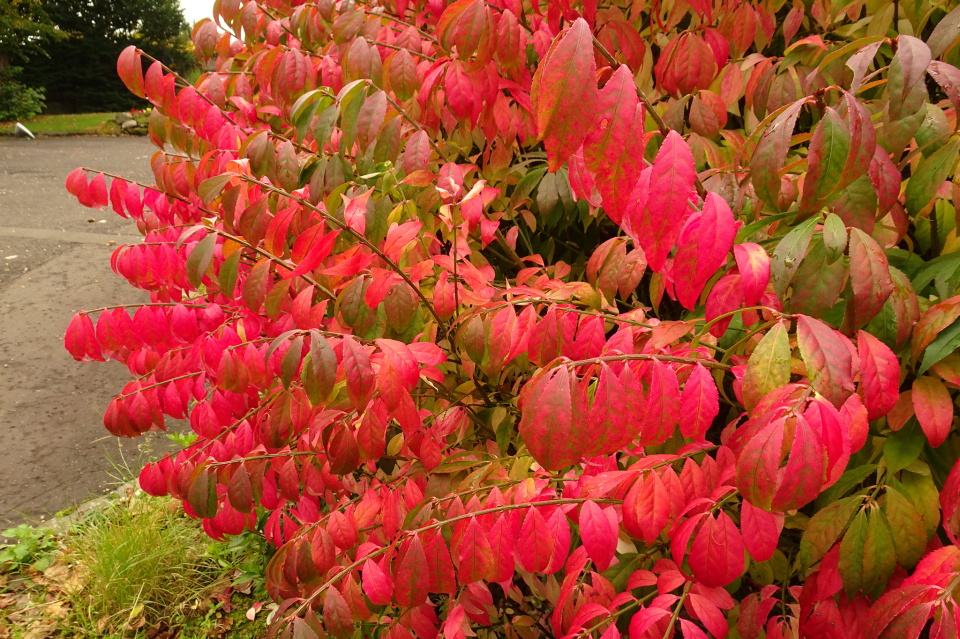 Spindle Tree (Burning Bush) Noni Blipfoto