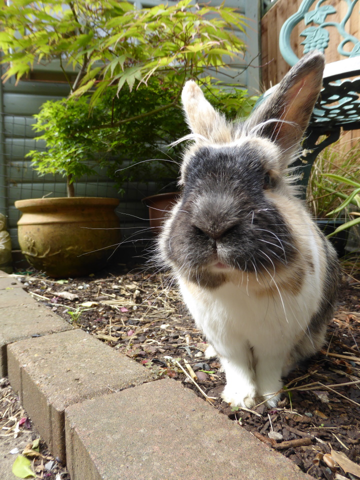 the stubborn bunny... karenmace25 Blipfoto